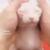 🌈🐱Gatos Divertidos Gif🐱🌈 20