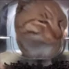 Gatito de Tiktok 8