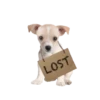 MISO pup 🐶💛🧡. mov 25