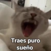 Gatitos Locos 2😼 13