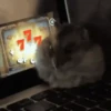 Hamsters Mov 🐹 18