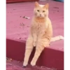 Más gatos🐈 13