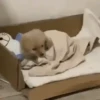 Animaditos 25 15