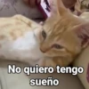 Gatitos Locos 2😼 13