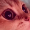 🌈🐱Gatos Divertidos Gif🐱🌈 21