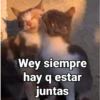 Gatitos Locos 2😼 16