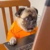 🎵 TIKTOKeando 17🎵 21