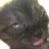 Gatitos memes 1.0😻 20
