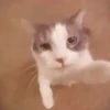 🎵 TIKTOKeando 3🎵 19