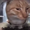 Gatito de Tiktok 9