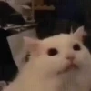 Gatitos memes 1.0😻 22