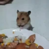 🎵 TIKTOKeando 4🎵 15