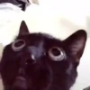 🌈🐱Gatos Divertidos Gif🐱🌈 24