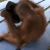 Monitos🐒💞1🇵🇪Movi 30