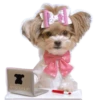 MISO pup 🐶💛🧡. mov 28