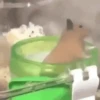 Hamsters Mov 🐹 22