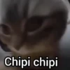 Gato Chipi Chipi 2 19