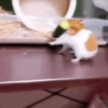 Hamsters Mov 🐹 23