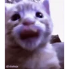 Cat/Gatitos Gif 6
