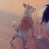 🎵 TIKTOKeando 12🎵 24