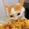 🌈🐱Gatos Divertidos Gif🐱🌈 26