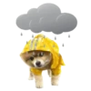 MISO pup 🐶💛🧡. mov 30