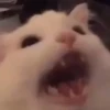 🌈🐱Gatos Divertidos Gif🐱🌈 27