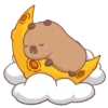Capybara 1 30