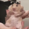 Hamsters Mov 🐹 24