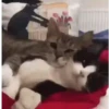 🧿Michis Ale🐱🐈 5