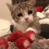 Pretty Kittens🐈1🇲🇽Movi 6