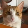 🔥 TIKTOK RAMDON 8.📱 6