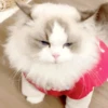🧿Michis Ale🐱🐈 6