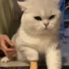 🔥 TIKTOK RAMDON 8.📱 9