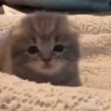 Pretty Kittens🐈1🇲🇽Movi 8