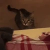 😻Gatitos Lindos V.2☀️ 5