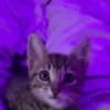 Pretty Kittens🐈1🇲🇽Movi 9