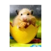 Hamster triste 🐹🐭 8