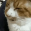 😻Gatitos Lindos V.2☀️ 6