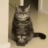😻Gatitos Lindos V.2☀️ 7