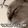 😻 Michis RANDOM🐾 8