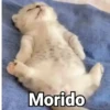 🤎Gatitos con Frases ⓷🐈‍⬛😼 6