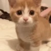 Pretty Kittens🐈1🇲🇽Movi 11