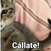 🤎Gatitos con Frases ⓷🐈‍⬛😼 7