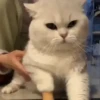 🔥 TIKTOK RAMDON 8.📱 11