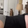 😻Gatitos Lindos V.2☀️ 8