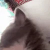 😻 Michis RANDOM🐾 10