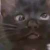 🎵 TIKTOKeando 19🎵 13
