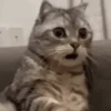 😻Gatitos Lindos V.2☀️ 10