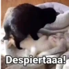 🤎Gatitos con Frases ⓷🐈‍⬛😼 9